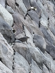 Monticola solitarius philippensis