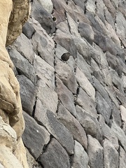 Monticola solitarius philippensis