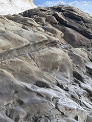 Monticola solitarius philippensis