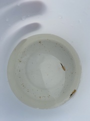 Branchinecta sandiegonensis