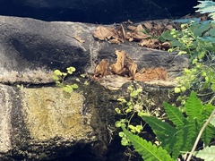 Cardamine pensylvanica