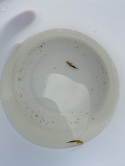 Branchinecta sandiegonensis