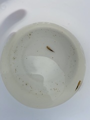 Branchinecta sandiegonensis