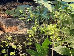 Cardamine pensylvanica