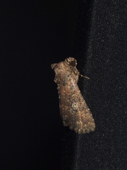 Condica illecta
