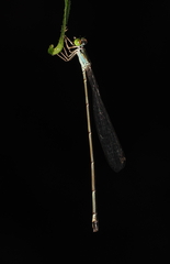 Amphicnemis