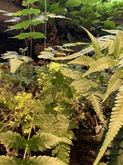 Cardamine pensylvanica