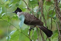 Sooty-Headed Bulbul photo 2
