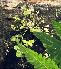 Cardamine pensylvanica