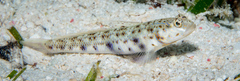 Vanderhorstia ornatissima