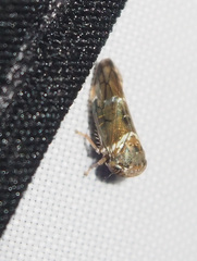 Idioscopus nitidulus