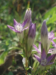 Gentianella praecox