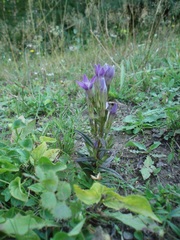 Gentianella praecox
