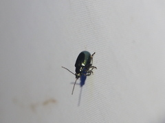 Altica cyanea