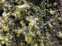 Mesotaenium macrococcum