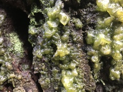 Mesotaenium macrococcum