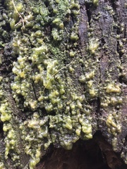 Mesotaenium macrococcum