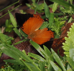 Charaxes bernardus