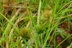 Carex bohemica