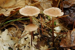 Mycetinis prasiosmus