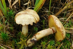 Suillus flavidus