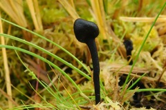 Trichoglossum