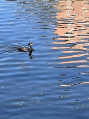 Phalacrocorax capillatus