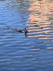 Phalacrocorax capillatus