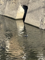 Phalacrocorax capillatus