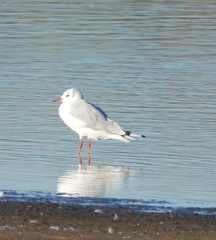 Chroicocephalus maculipennis