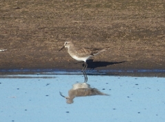 Calidris fuscicollis