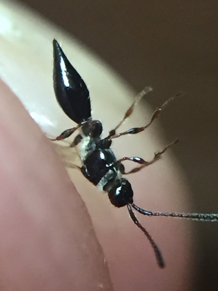 Diapria conica