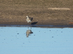 Calidris fuscicollis