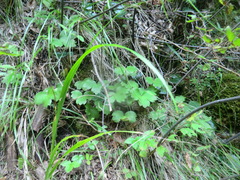 Hepatica transsilvanica