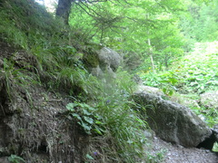 Hepatica transsilvanica