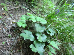 Hepatica transsilvanica