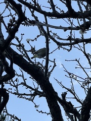 Zosterops japonicus japonicus