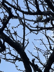 Zosterops japonicus japonicus