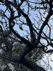 Zosterops japonicus japonicus