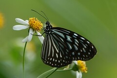Ideopsis vulgaris