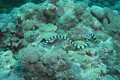 Laticauda colubrina