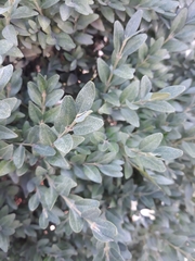 Buxus