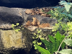 Cardamine pensylvanica