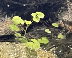 Cardamine pensylvanica