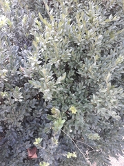 Buxus