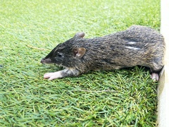 Isoodon macrourus