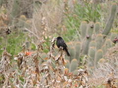 Curaeus curaeus curaeus