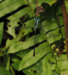 Lestes praevius