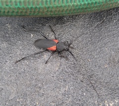 Purpuricenus humeralis