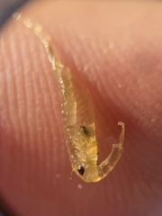 Branchinecta mesovallensis